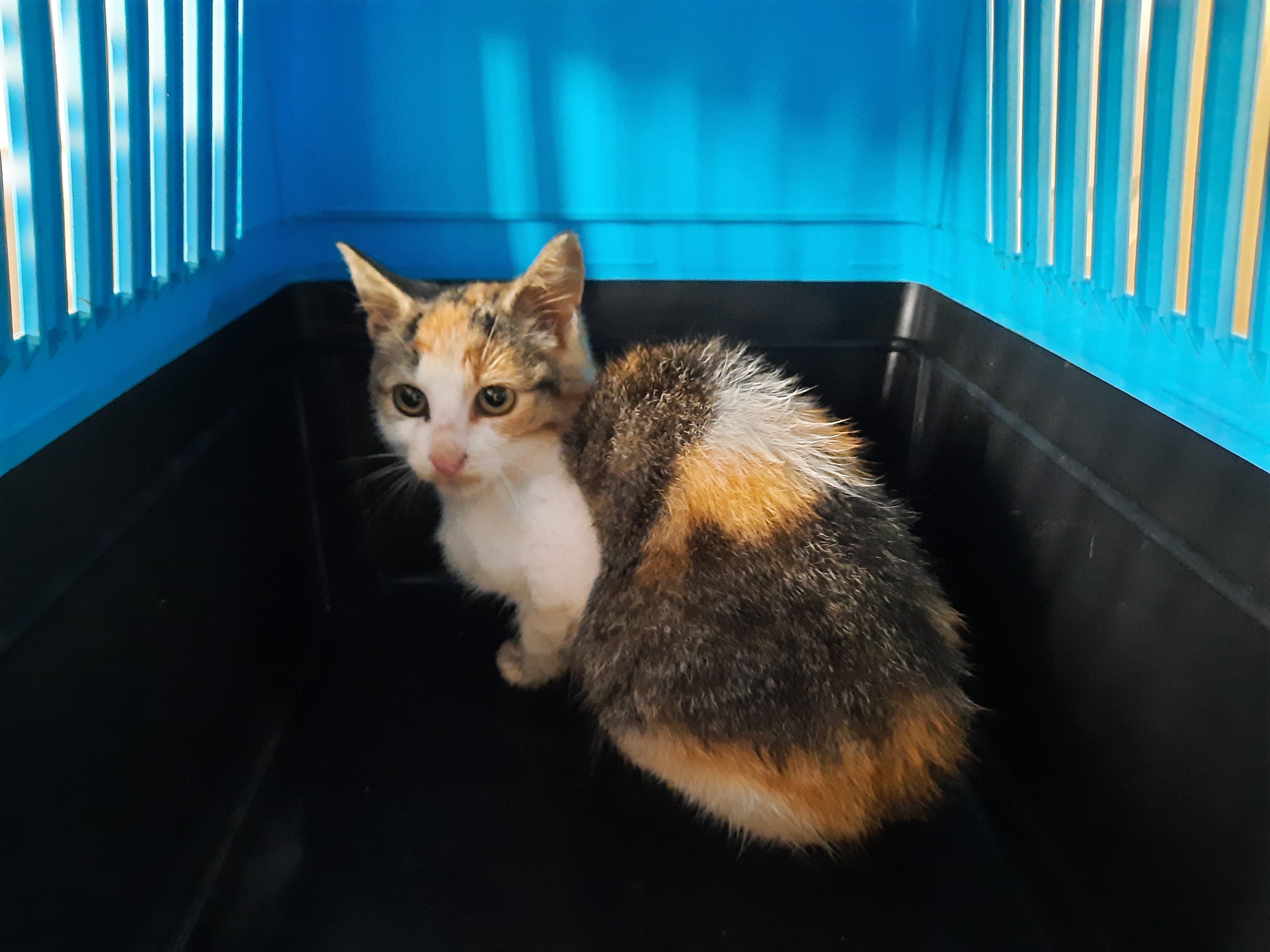 Donat, Jagodzianka i Hałka