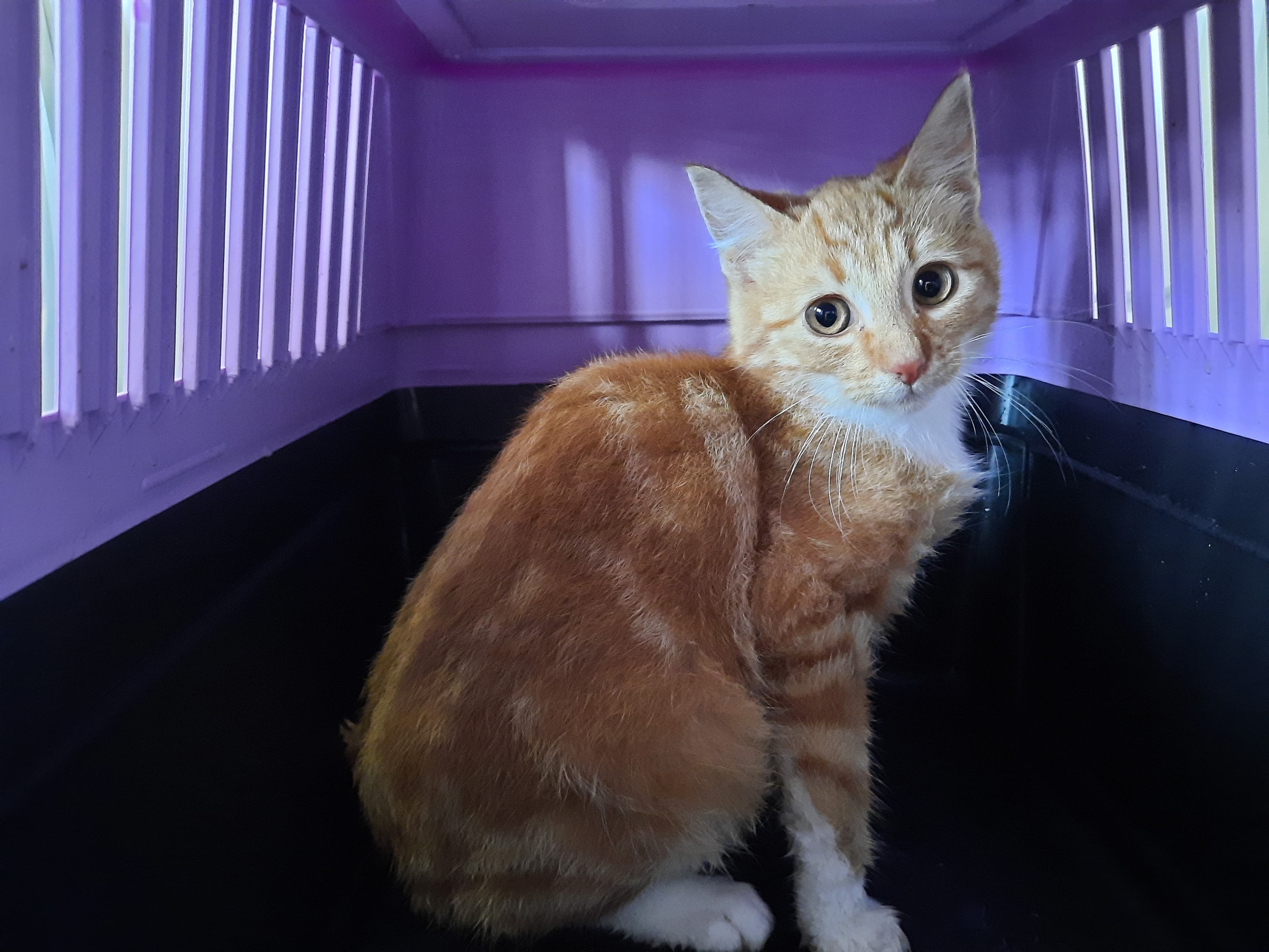 Donat, Jagodzianka i Hałka