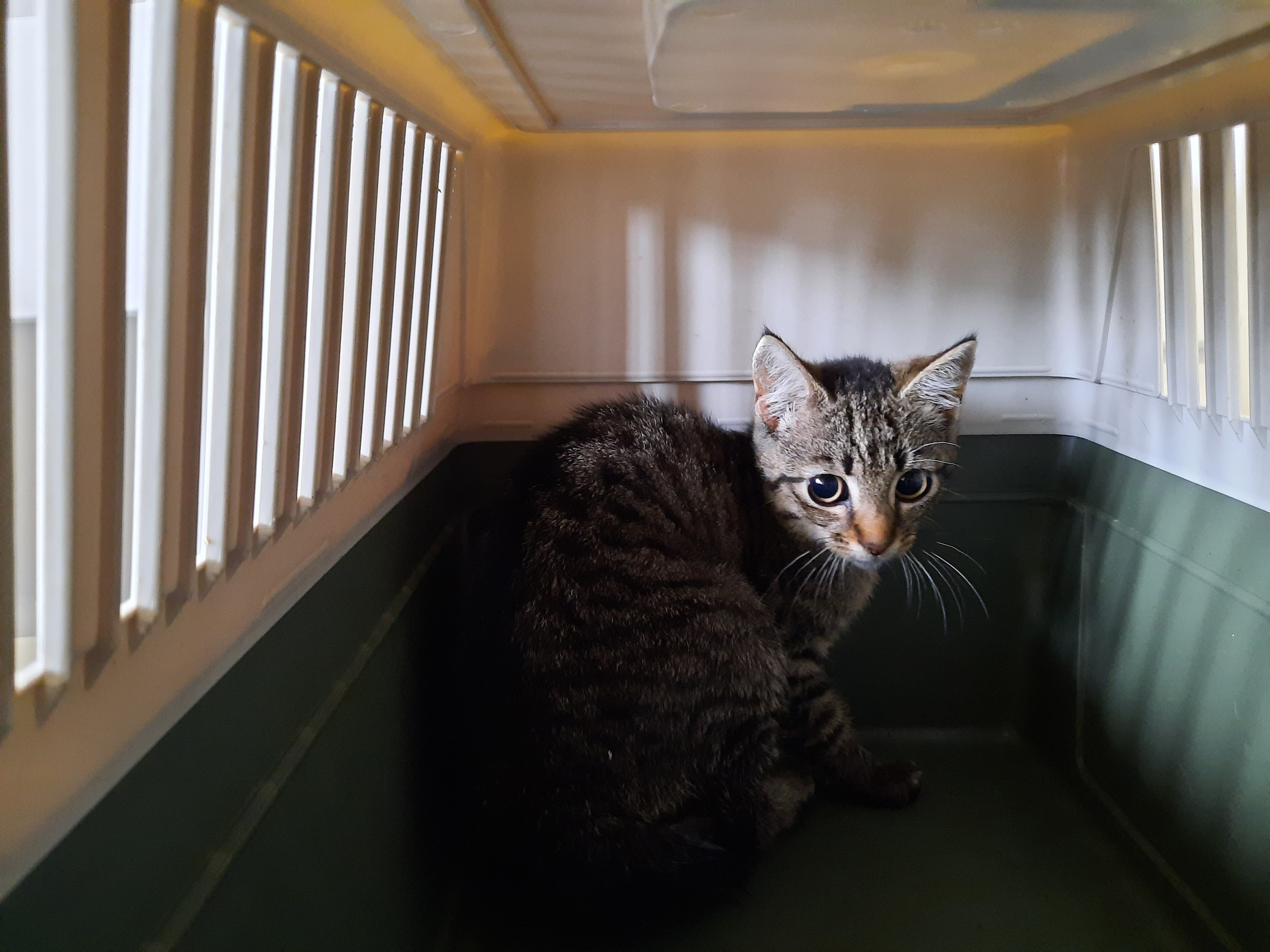 Donat, Jagodzianka i Hałka